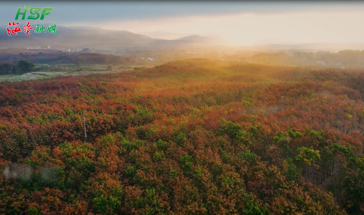 冬日限定！橡胶林的色彩浪漫