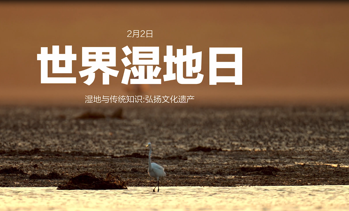 世界湿地日