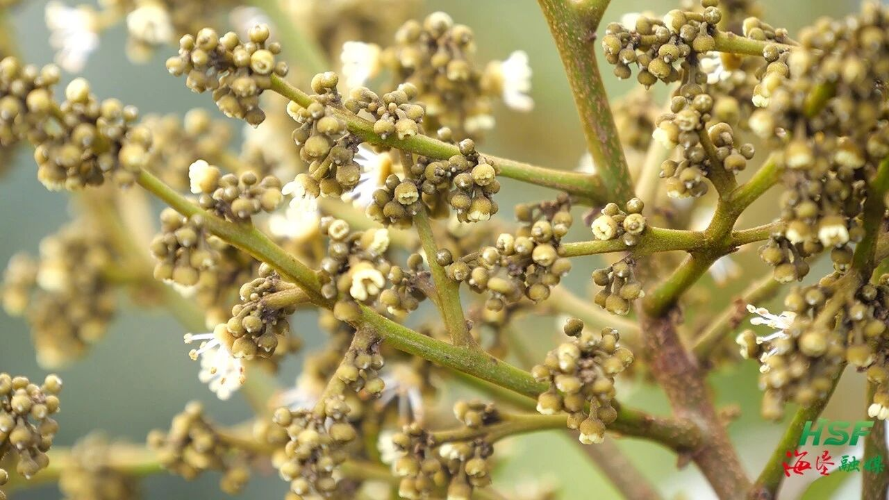 海垦红明农场公司&ldquo;桂早荔&rdquo;将迎来首年挂果