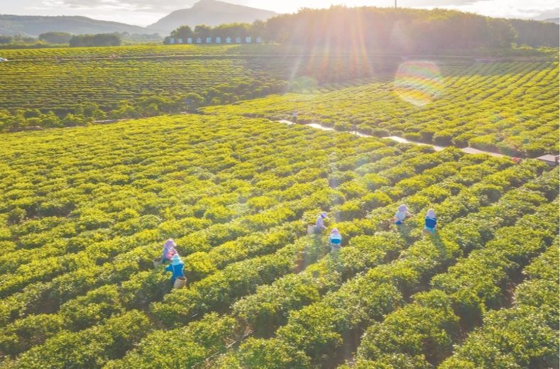 海垦集团：持续深化改革，奋楫争先筑就发展新高地