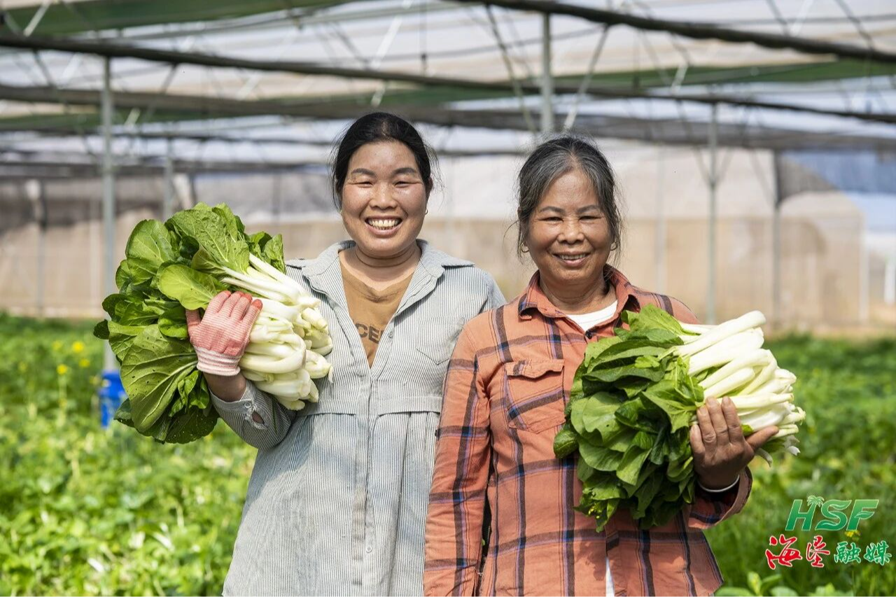 海南省应急保供蔬菜（农垦）基地采收忙