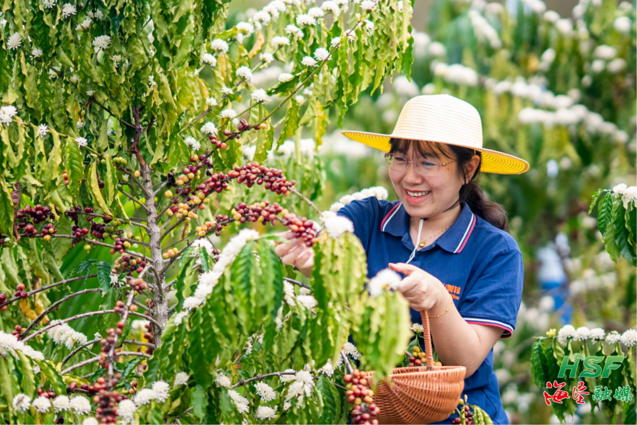 海垦母山咖啡迎来采摘季