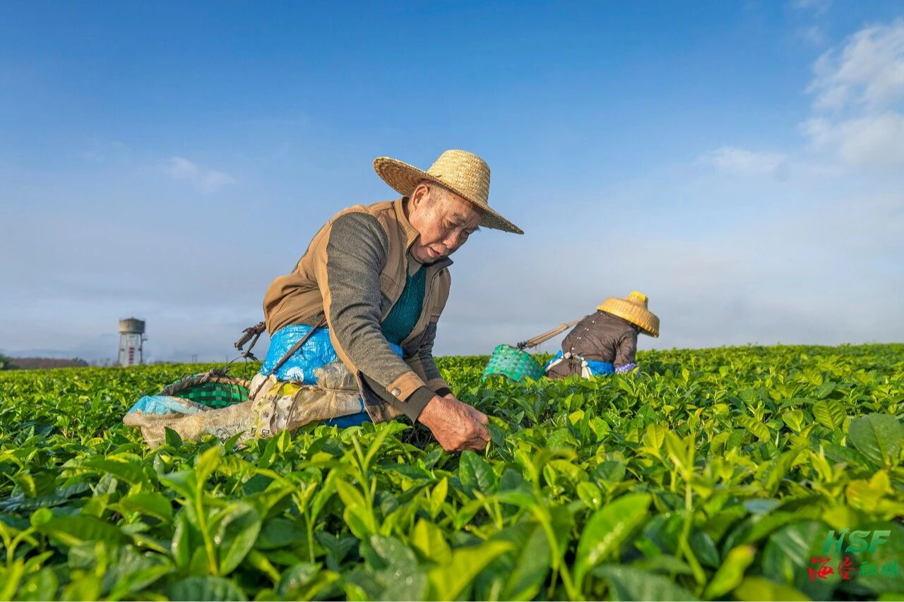海垦白沙茶业公司推行&ldquo;杠杆&rdquo;机制 让茶农&ldquo;跳起来摘桃子&rdquo;