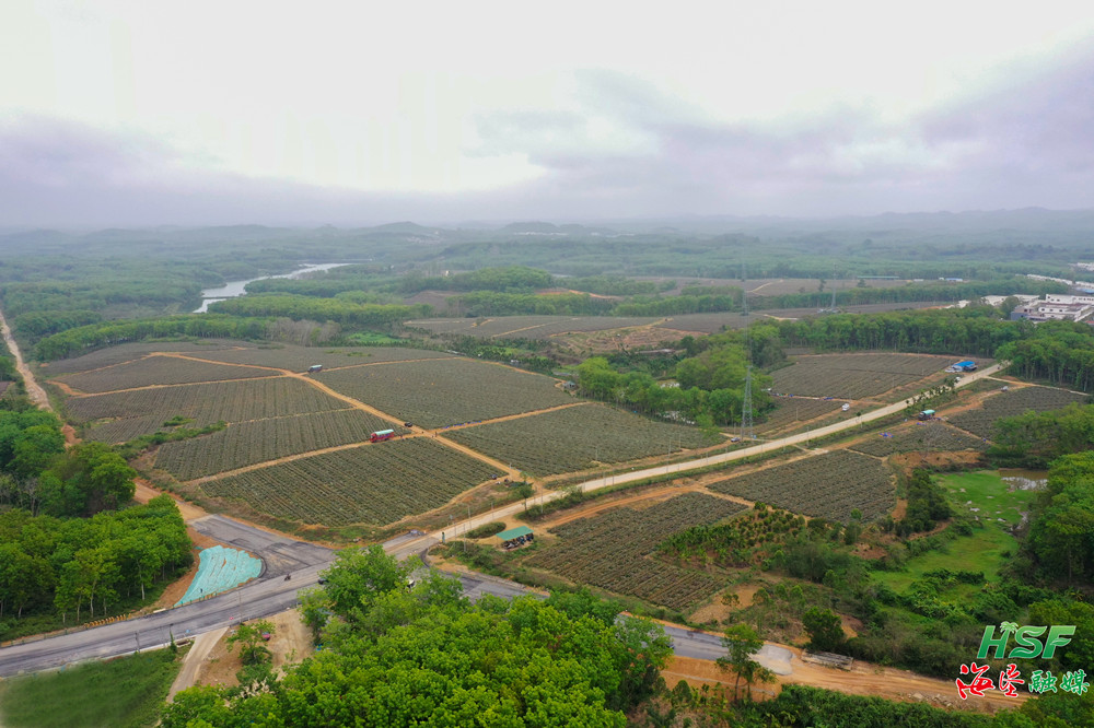 西达农场公司千亩金钻凤梨迎丰收