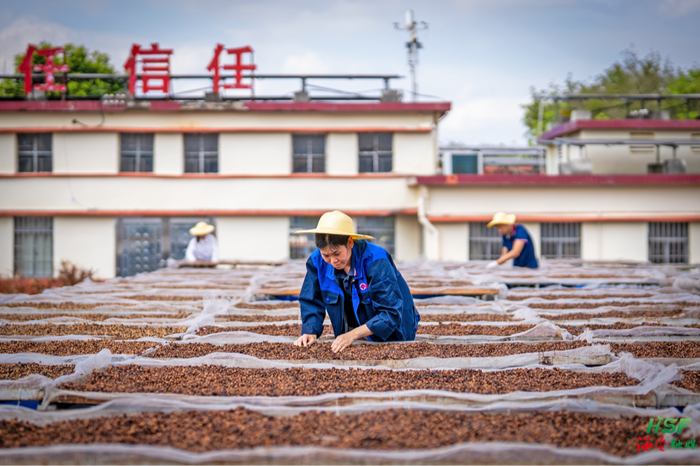 一粒母山咖啡豆如何撬动一条产业链？