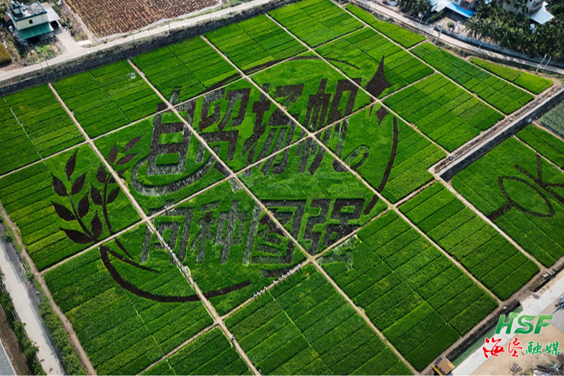 &ldquo;自贸扬帆 向种图强&rdquo;稻田画亮相三亚