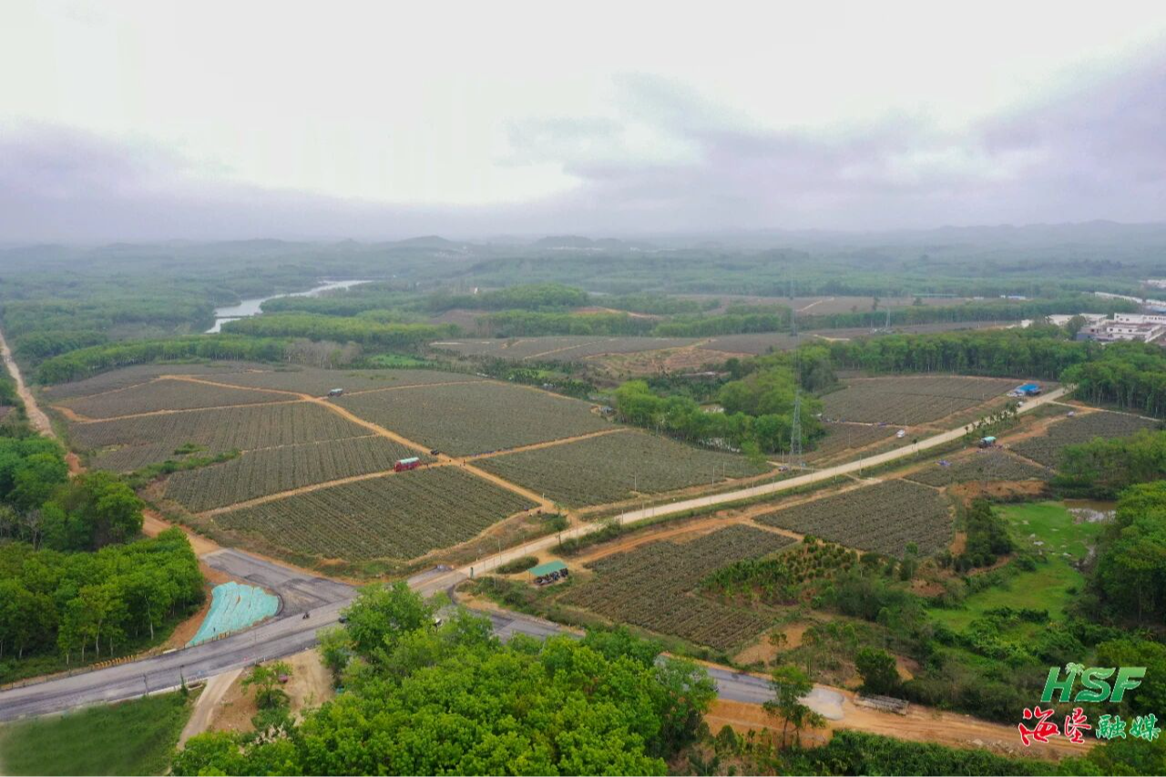 海垦西达农场公司千亩金钻凤梨迎丰收