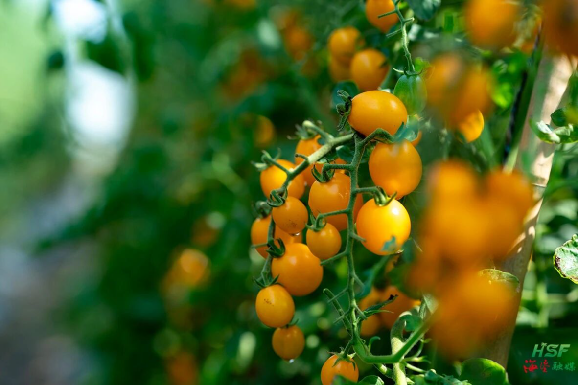 唤醒海南樱桃番茄的&ldquo;第二个春天&rdquo;