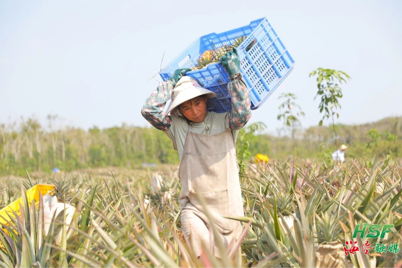 不只橡胶绿，更有凤梨甜