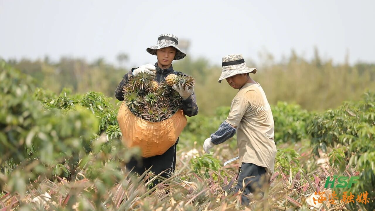 红明农场公司积极推广荔枝套种凤梨模式，让一片地实现两份&ldquo;甜&rdquo;